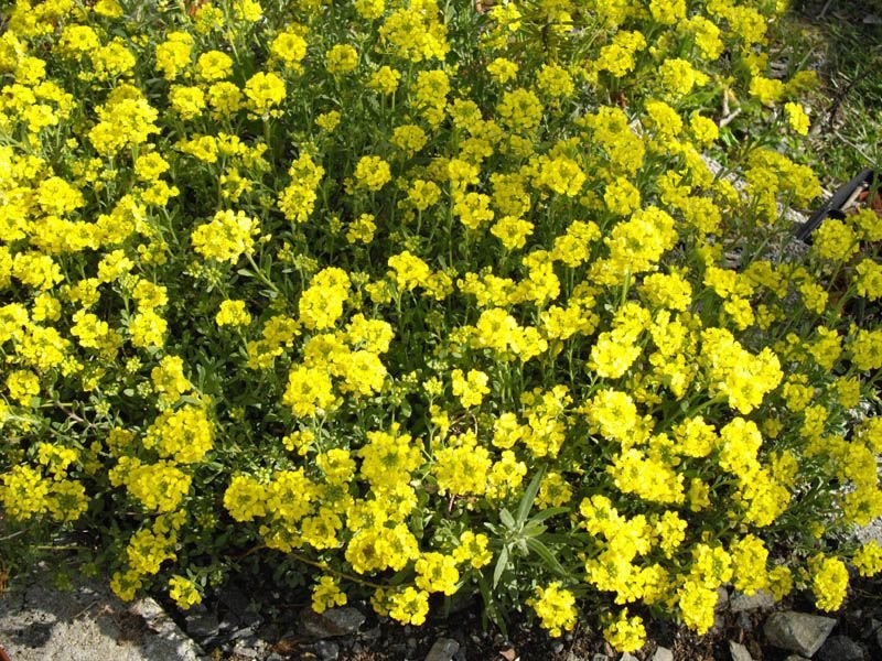 Como plantar Alyssum montanum (Alyssum montanum)_1