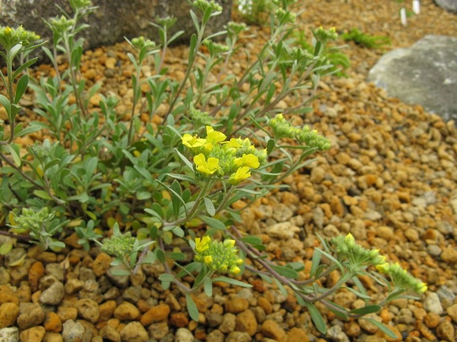 Onde plantar Alyssum montanum (Alyssum montanum)_2