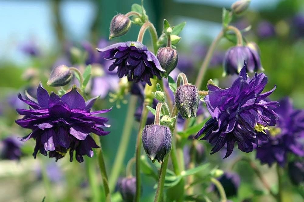 Aquilégia 'Blue Barlow' (Aquilegia vulgaris var. stellata 'Blue Barlow')