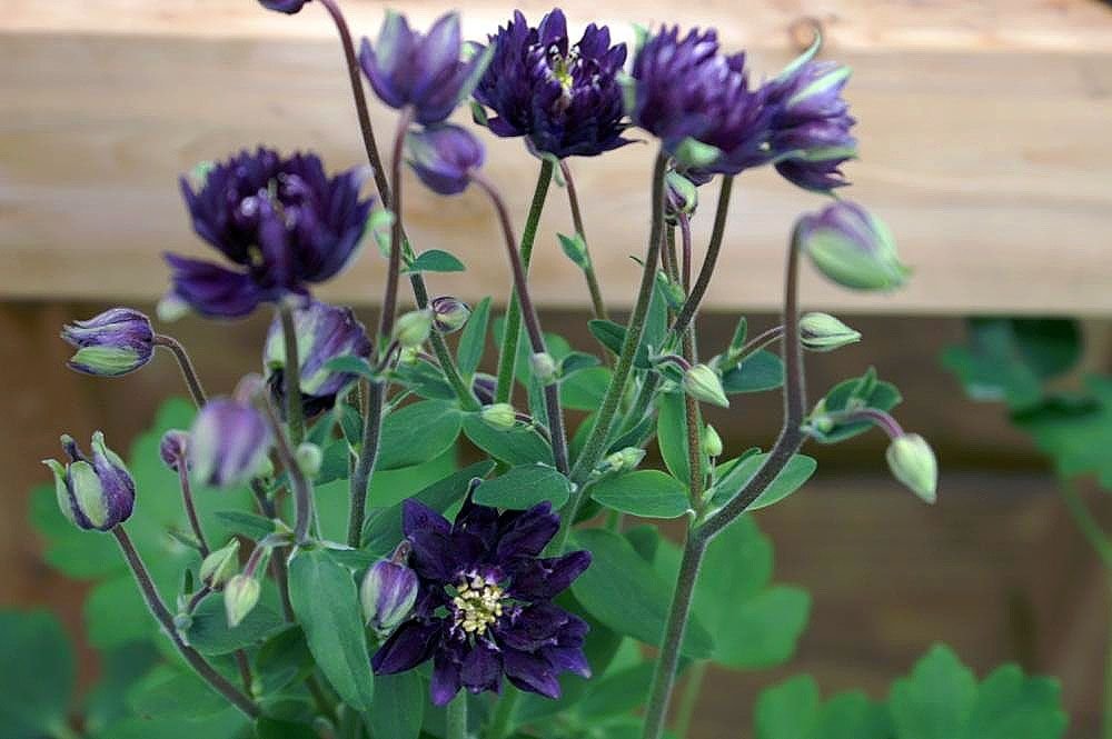 Aquilégia 'Clementine Dark Purple' (Aquilegia vulgaris 'Clementine Dark Purple')