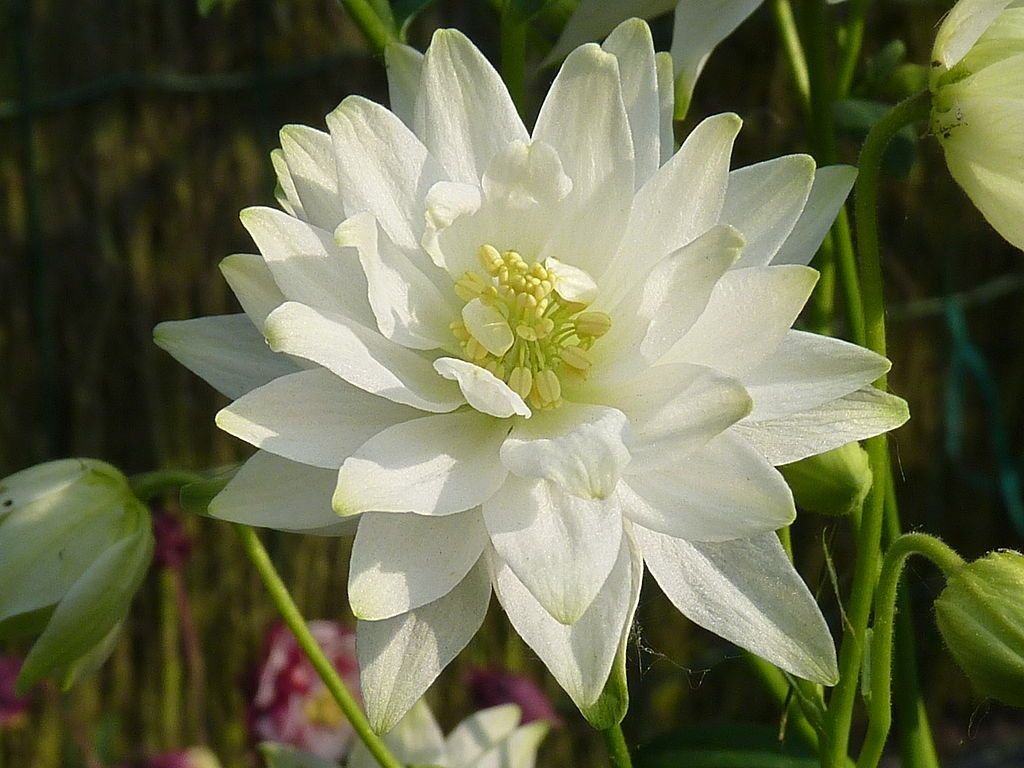 Aquilégia 'Clementine White' (Aquilegia vulgaris 'Clementine White')