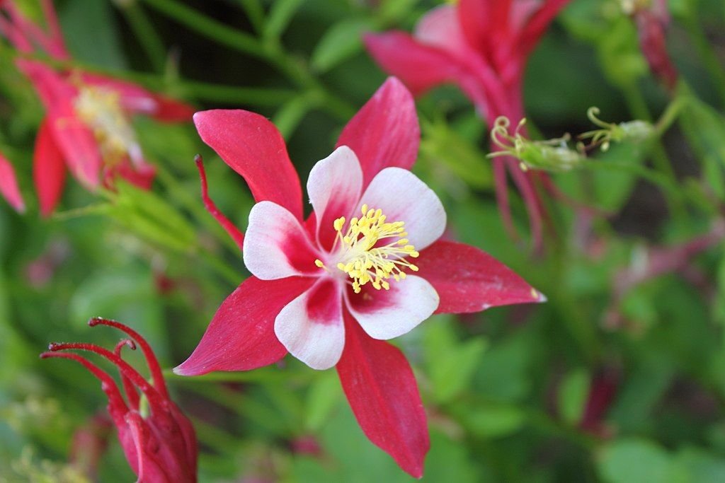 Aquilégia 'Origami Red and White' (Aquilegia 'Origami Red and White')