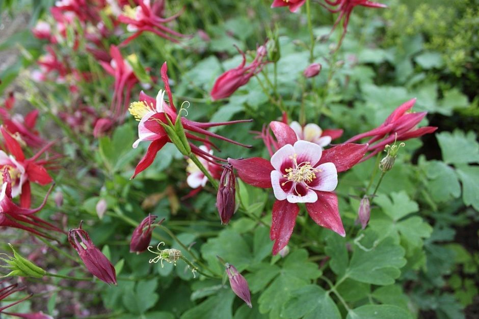 Como plantar Aquilégia 'Origami Red and White' (Aquilegia 'Origami Red and White')_1