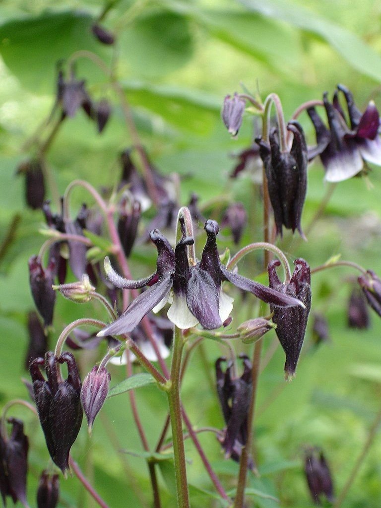 Aquilégia 'William Guiness' (Aquilegia vulgaris 'William Guiness')