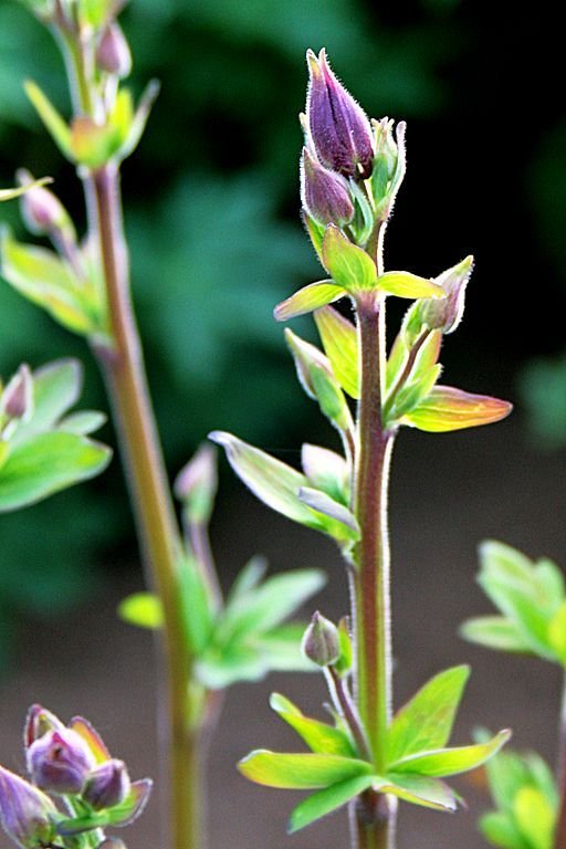 Como plantar Aquilégia 'William Guiness' (Aquilegia vulgaris 'William Guiness')_1