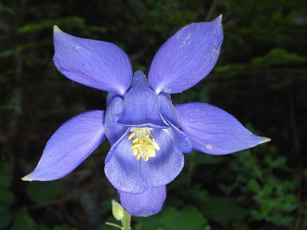 Aquilegia bertolonii (Aquilegia bertolonii)