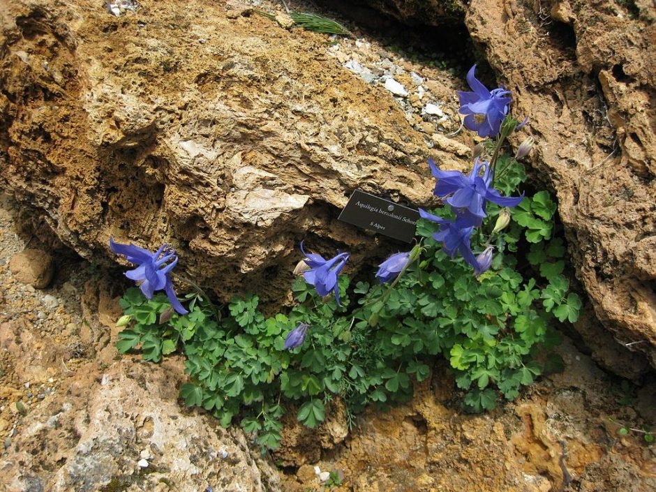 Como plantar Aquilegia bertolonii (Aquilegia bertolonii)_1