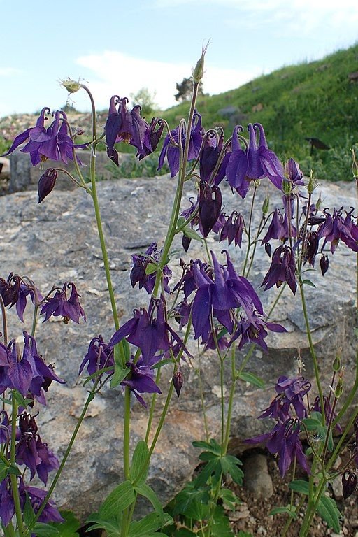 Onde plantar Aquilegia bertolonii (Aquilegia bertolonii)_2