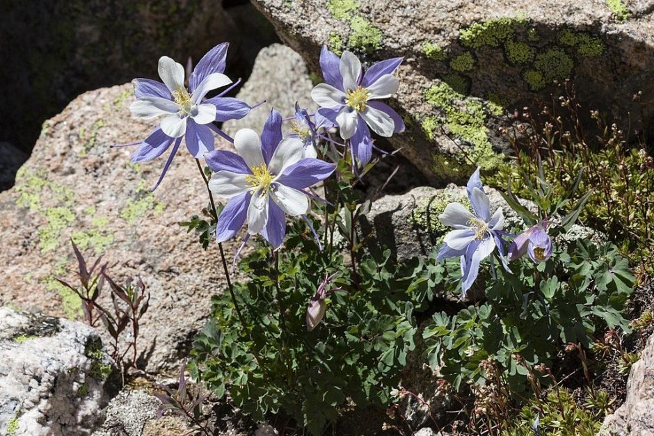 Como plantar Aquilegia coerulea (Aquilegia coerulea)_1