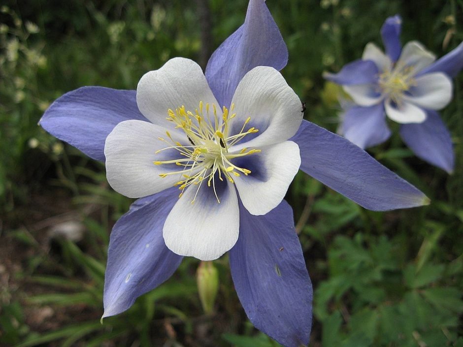 Onde plantar Aquilegia coerulea (Aquilegia coerulea)_2