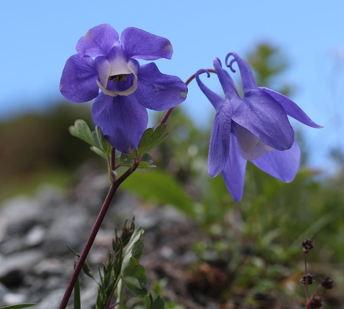Aquilegia flabellata var. pumila (Aquilegia flabellata var. pumila)