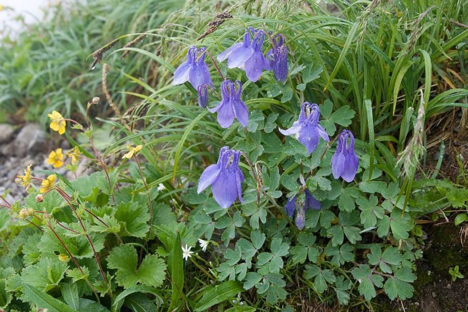 Como plantar Aquilegia flabellata var. pumila (Aquilegia flabellata var. pumila)_1