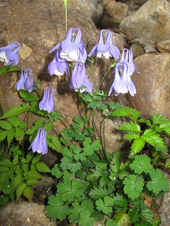 Onde plantar Aquilegia flabellata var. pumila (Aquilegia flabellata var. pumila)_2