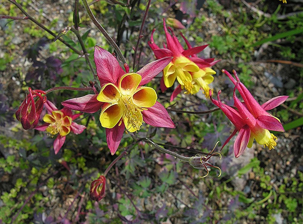 Aquilégia mexicana (Aquilegia skinneri)