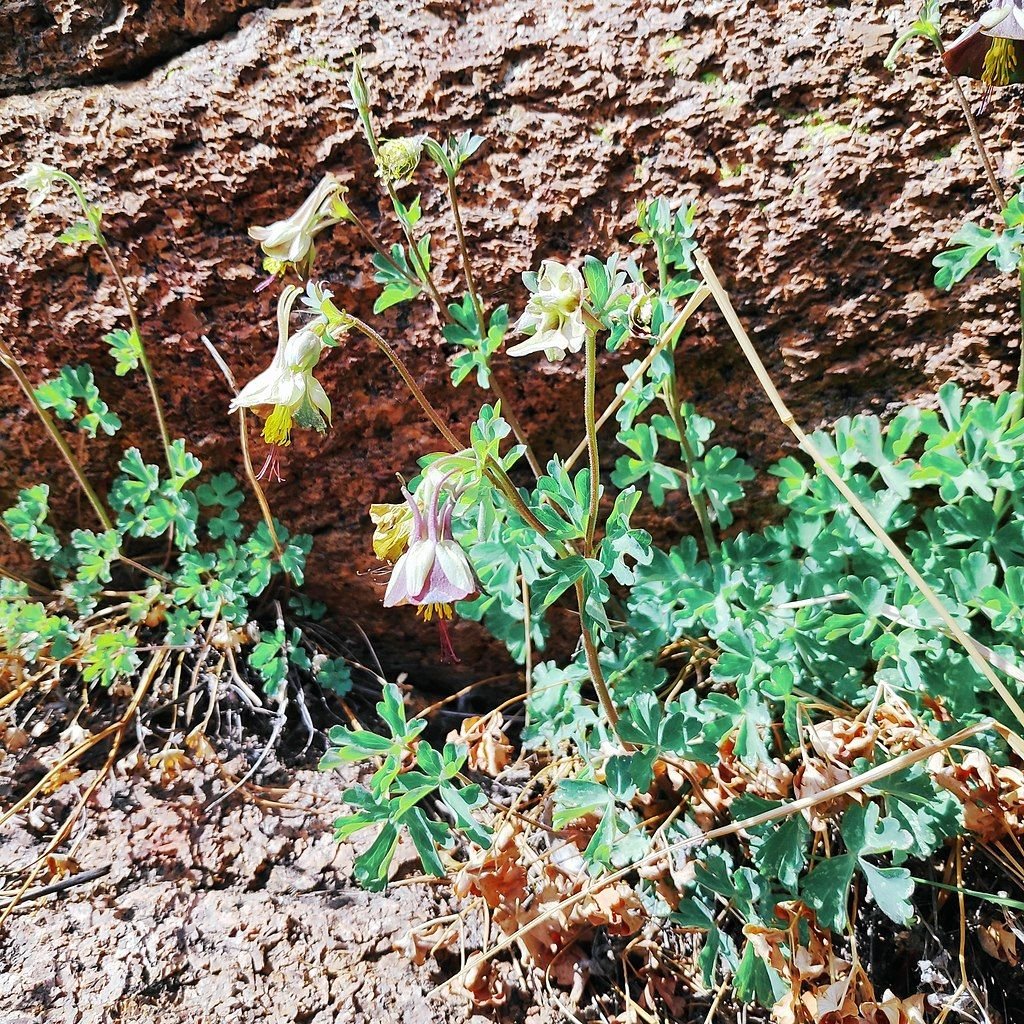 Aquilegia viridiflora (Aquilegia viridiflora)