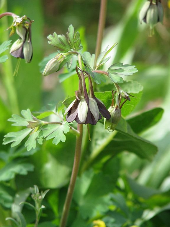 Como plantar Aquilegia viridiflora (Aquilegia viridiflora)_1