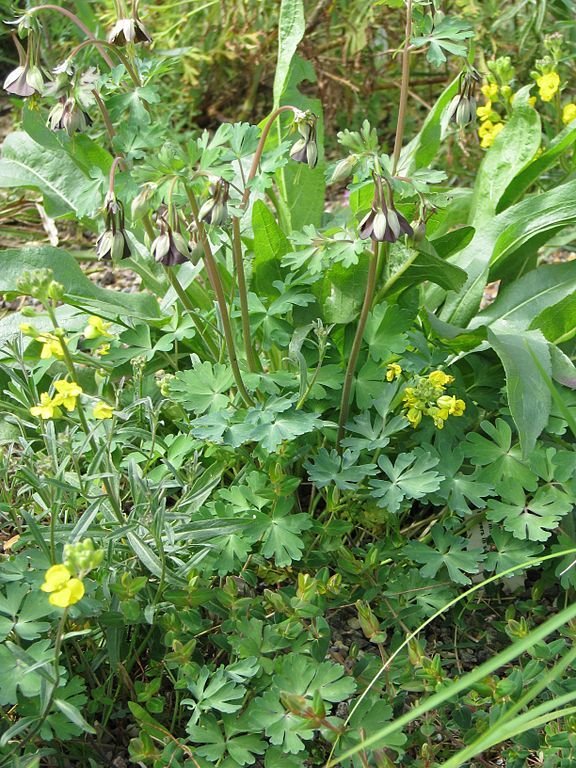 Onde plantar Aquilegia viridiflora (Aquilegia viridiflora)_2
