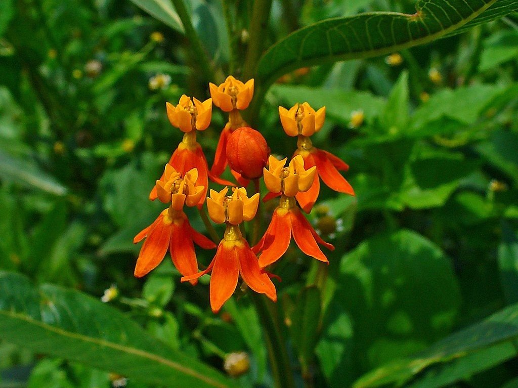 Asclepias curassavica (Asclepias curassavica)