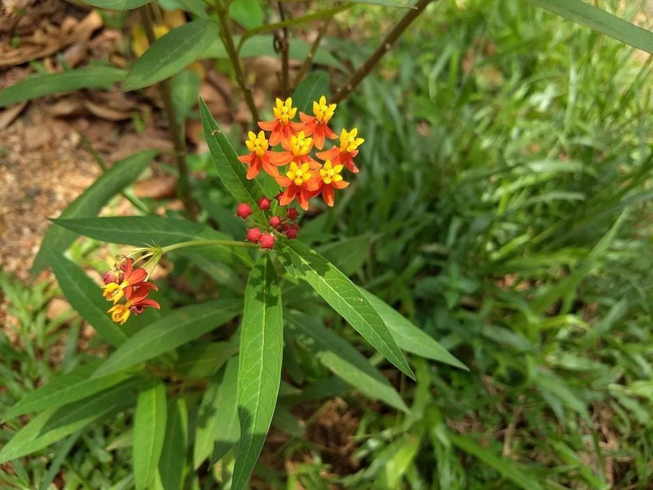 Como plantar Asclepias curassavica (Asclepias curassavica)_1