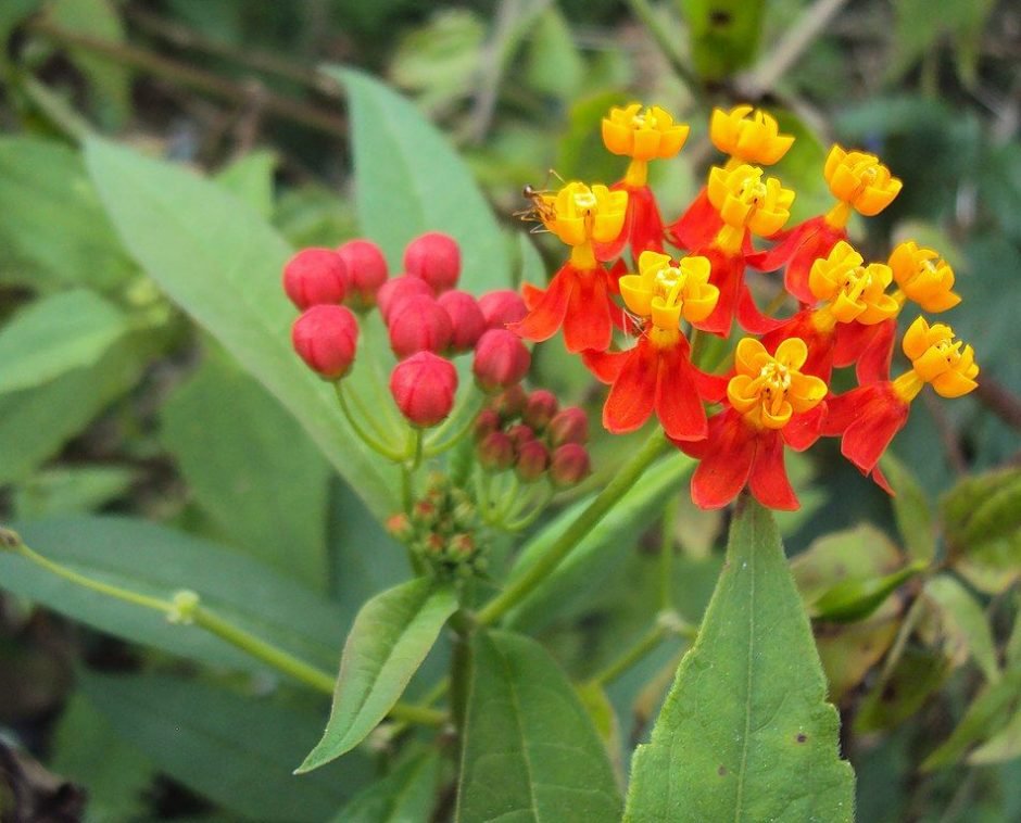 Onde plantar Asclepias curassavica (Asclepias curassavica)_2