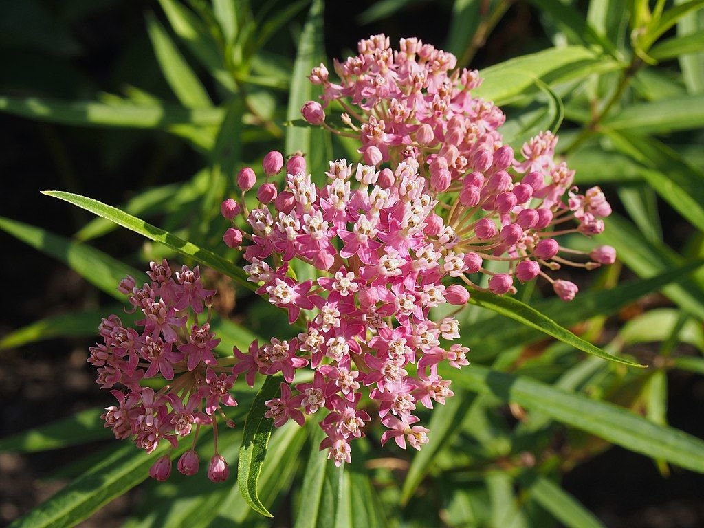 Asclepias incarnata (Asclepias incarnata)