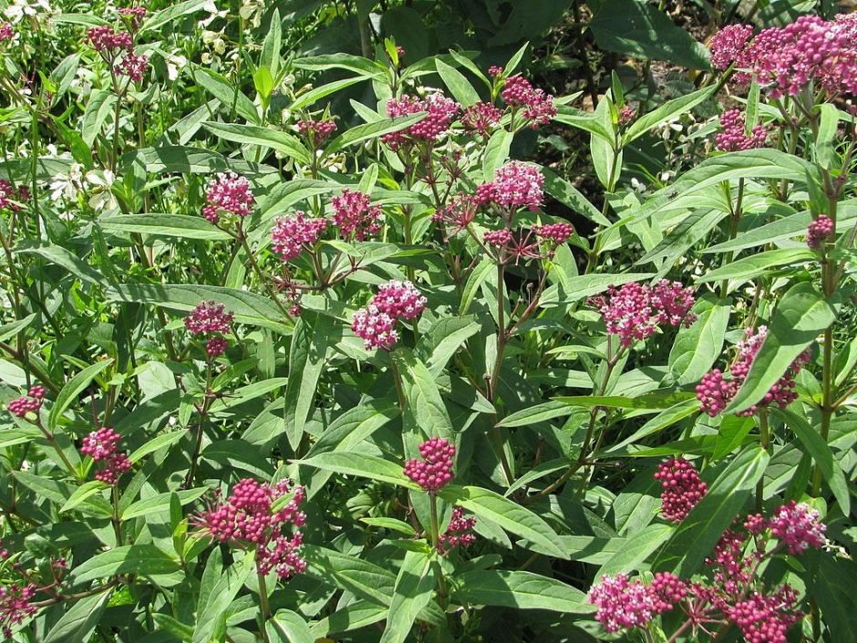 Onde plantar Asclepias incarnata (Asclepias incarnata)_2