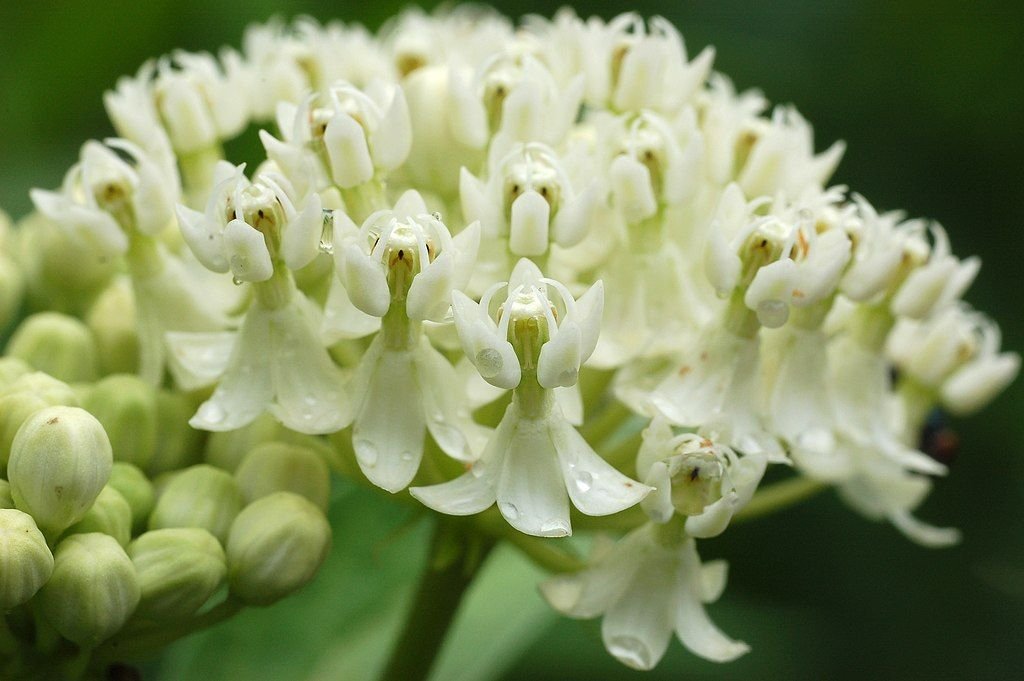 Asclepias incarnata 'Ice Ballet' (Asclepias incarnata 'Ice Ballet')