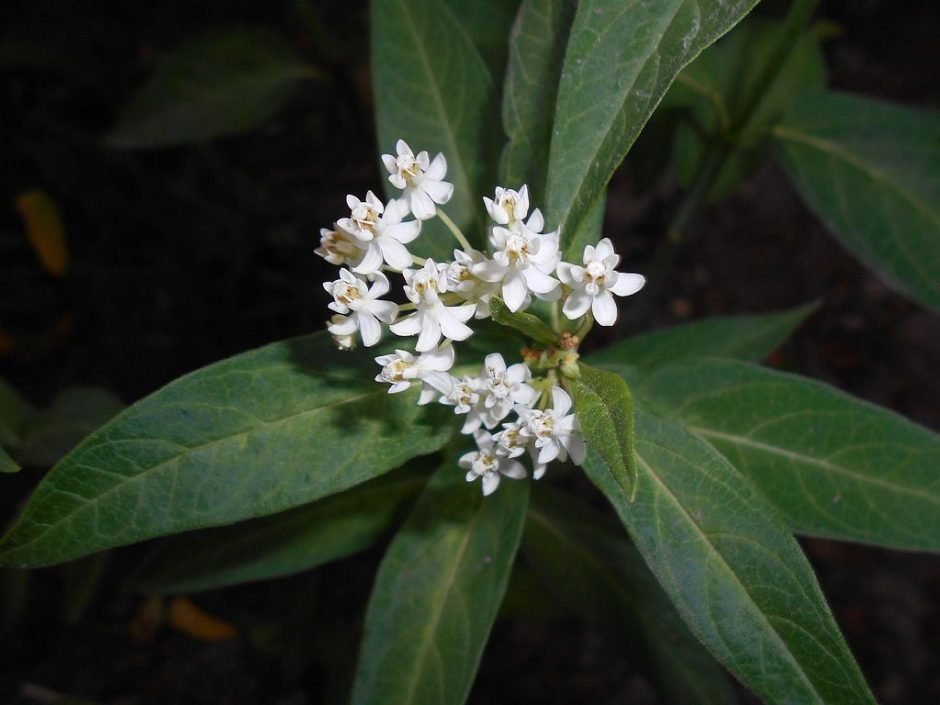 Como plantar Asclepias incarnata 'Ice Ballet' (Asclepias incarnata 'Ice Ballet')_1