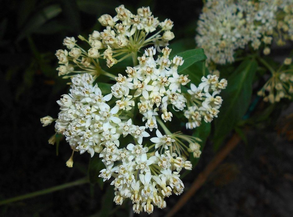 Onde plantar Asclepias incarnata 'Ice Ballet' (Asclepias incarnata 'Ice Ballet')_2