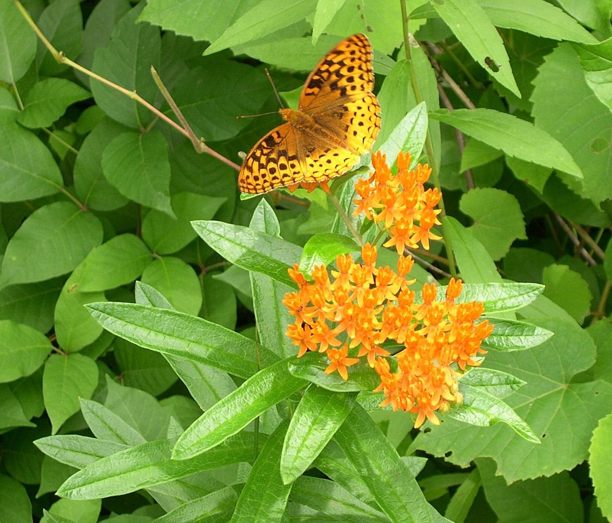Asclepias tuberosa (Asclepias tuberosa)