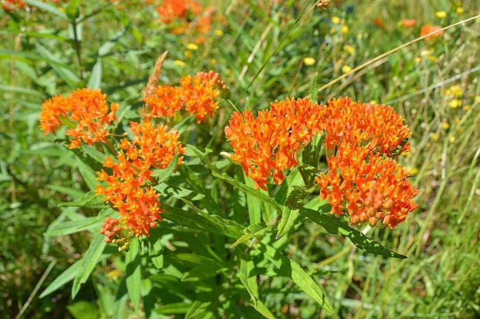 Como plantar Asclepias tuberosa (Asclepias tuberosa)_1