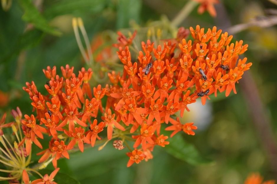 Onde plantar Asclepias tuberosa (Asclepias tuberosa)_2