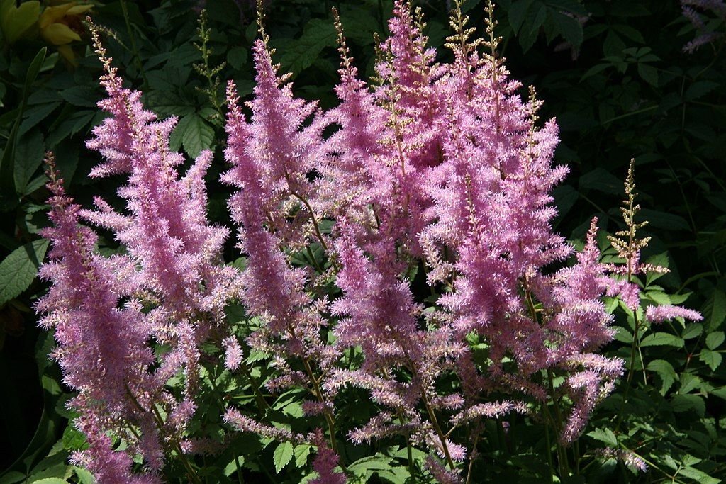 Astilbe 'Amethyst' (× arendsii) (Astilbe 'Amethyst' (× arendsii))