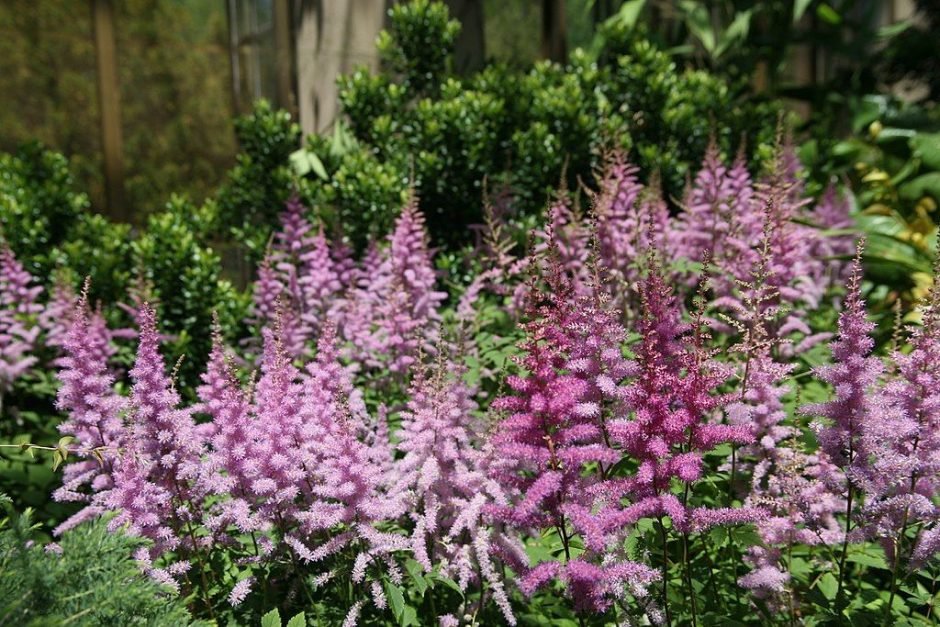 Como plantar Astilbe 'Amethyst' (× arendsii) (Astilbe 'Amethyst' (× arendsii))_1