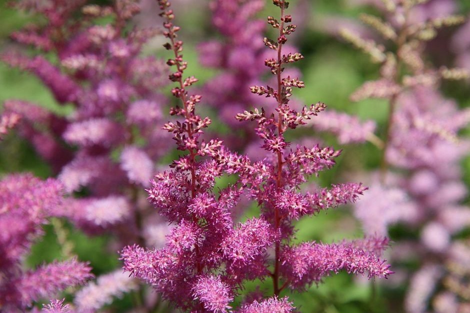 Onde plantar Astilbe 'Amethyst' (× arendsii) (Astilbe 'Amethyst' (× arendsii))_2