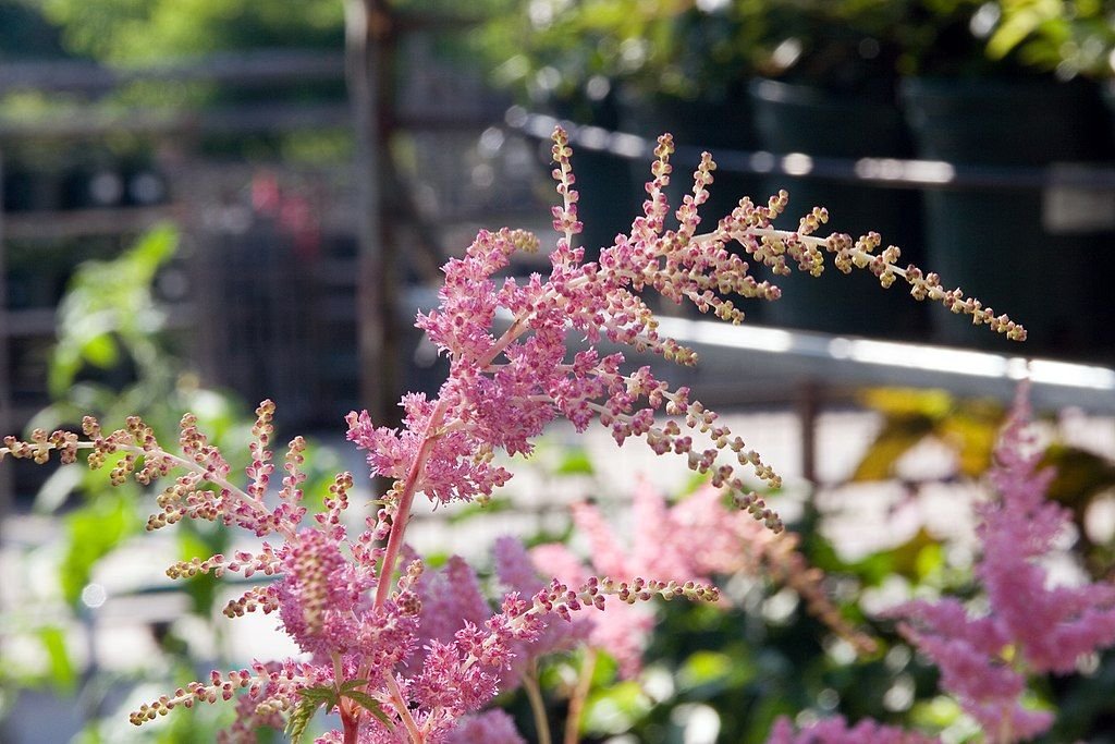 Astilbe 'Bressingham Beauty' (Astilbe 'Bressingham Beauty')