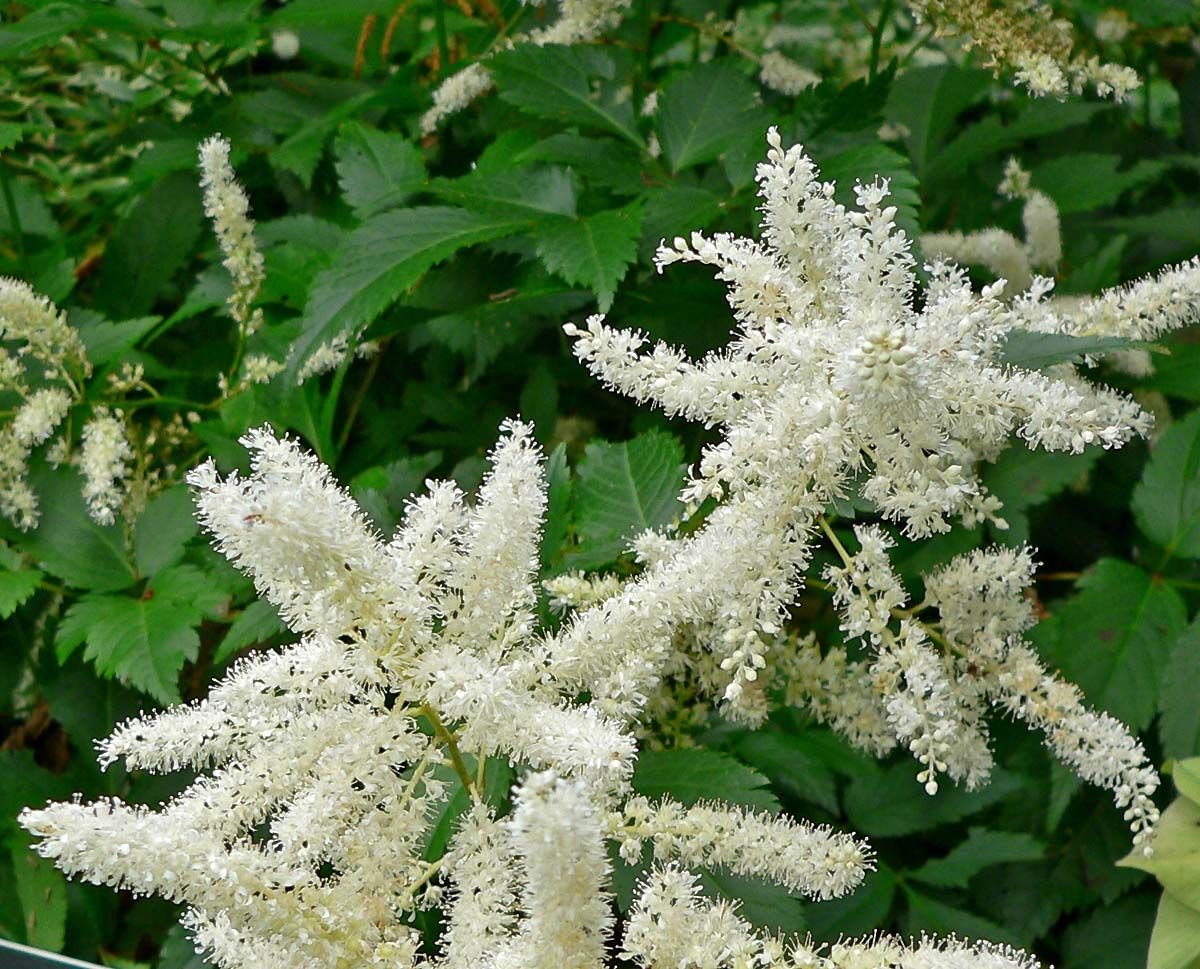 Astilbe 'Bumalda' (× arendsii) (Astilbe 'Bumalda' (× arendsii))