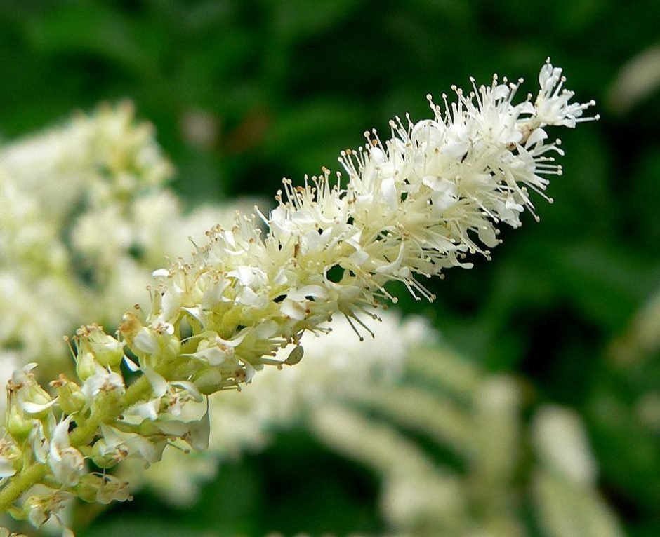 Como plantar Astilbe 'Bumalda' (× arendsii) (Astilbe 'Bumalda' (× arendsii))_1