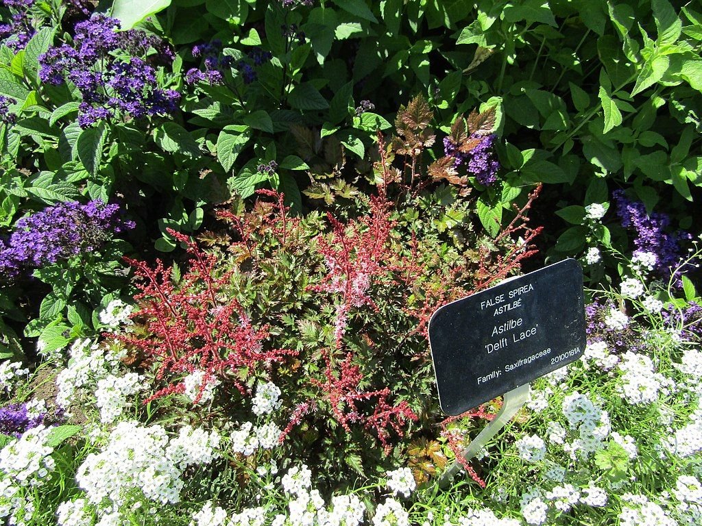 Astilbe 'Delft Lace' (Astilbe 'Delft Lace')