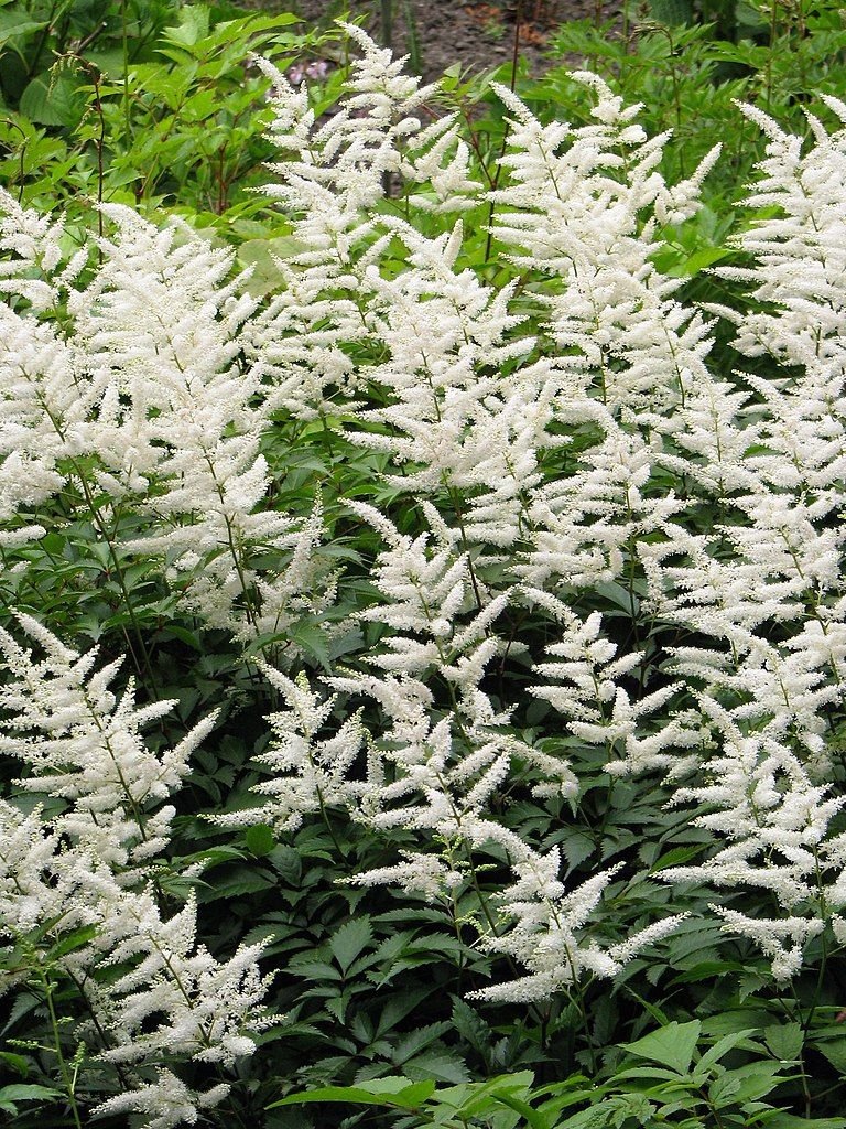 Astilbe 'Deutschland' (Astilbe 'Deutschland')