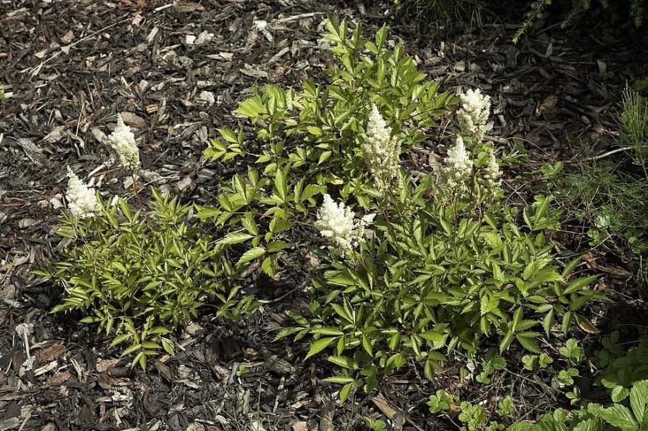 Como plantar Astilbe 'Deutschland' (Astilbe 'Deutschland')_1