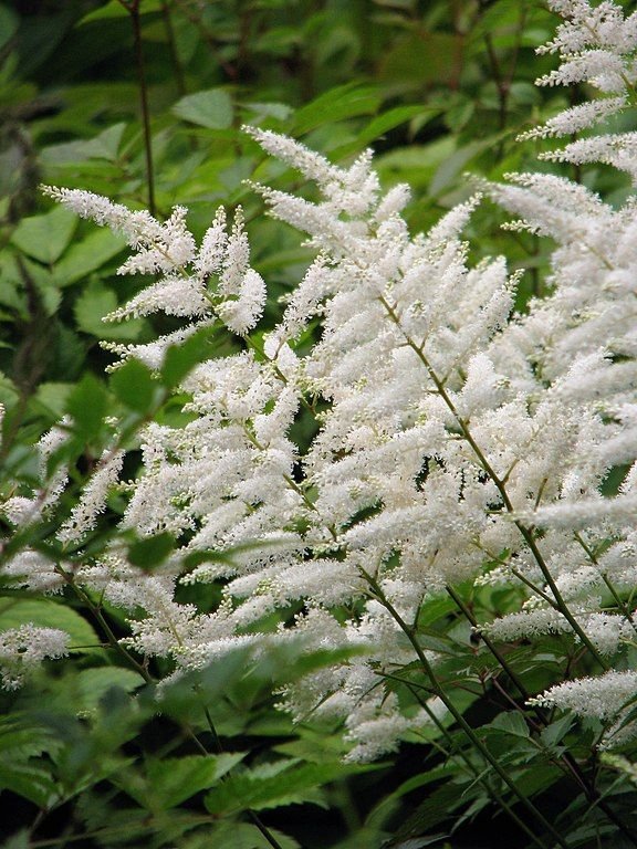 Onde plantar Astilbe 'Deutschland' (Astilbe 'Deutschland')_2