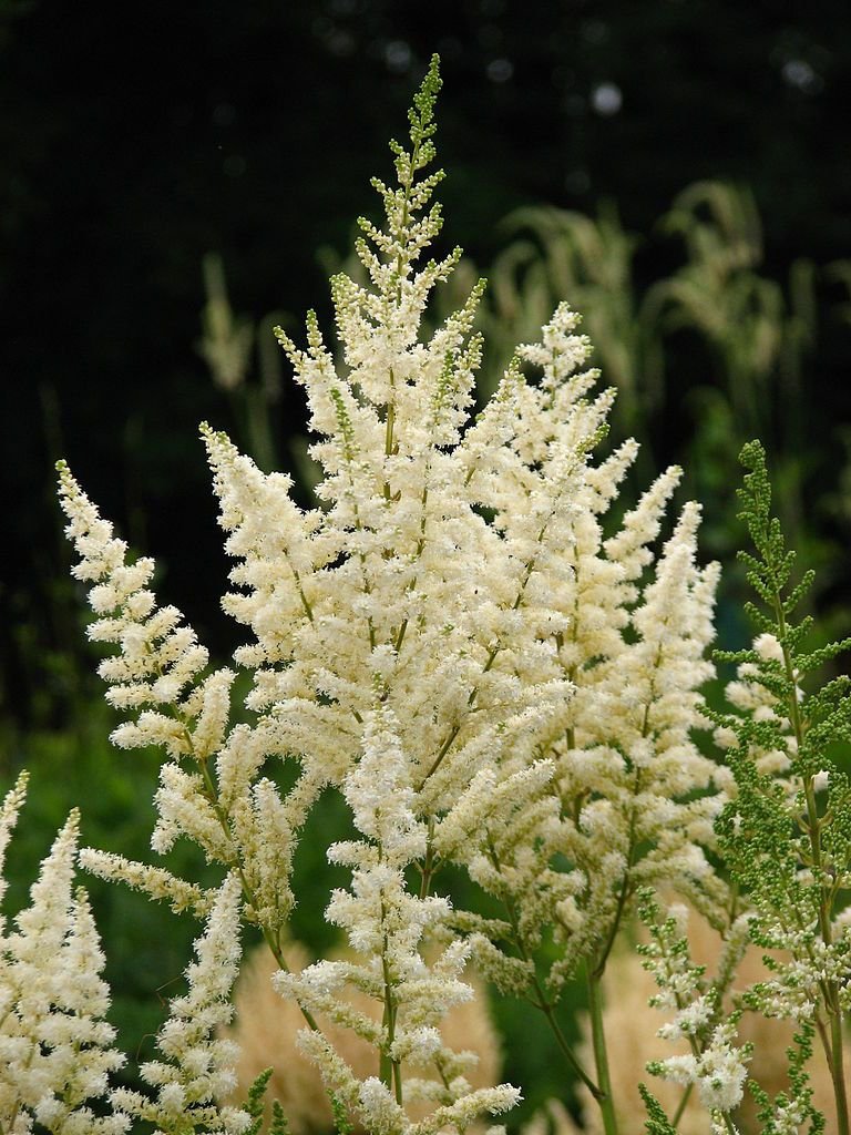 Astilbe 'Diamant' (× arendsii) (Astilbe 'Diamant' (× arendsii))