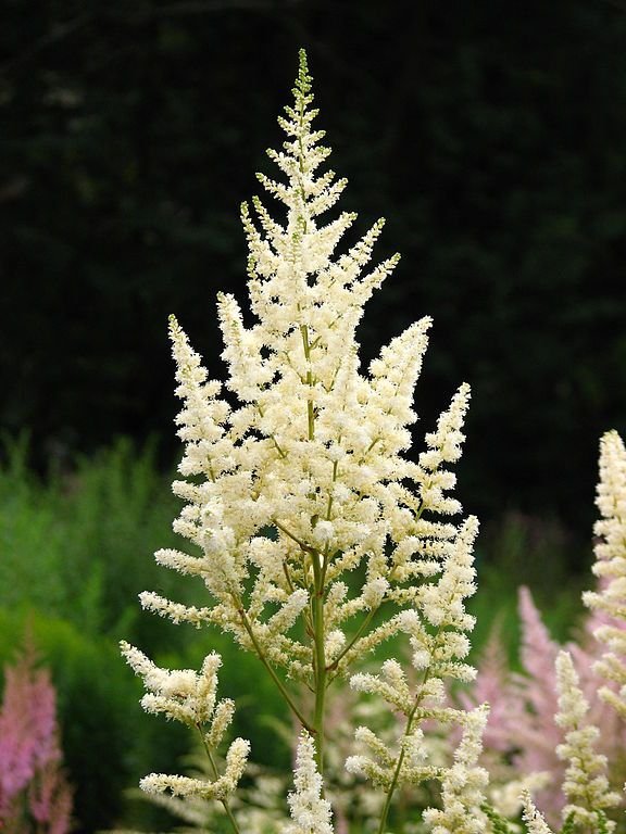 Como plantar Astilbe 'Diamant' (× arendsii) (Astilbe 'Diamant' (× arendsii))_1