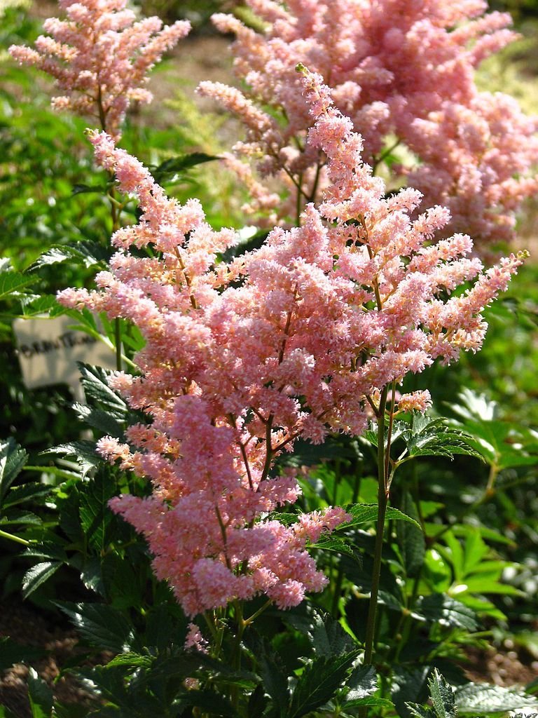 Astilbe 'Europa' (Astilbe 'Europa')