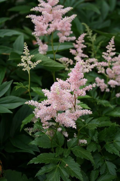 Como plantar Astilbe 'Europa' (Astilbe 'Europa')_1