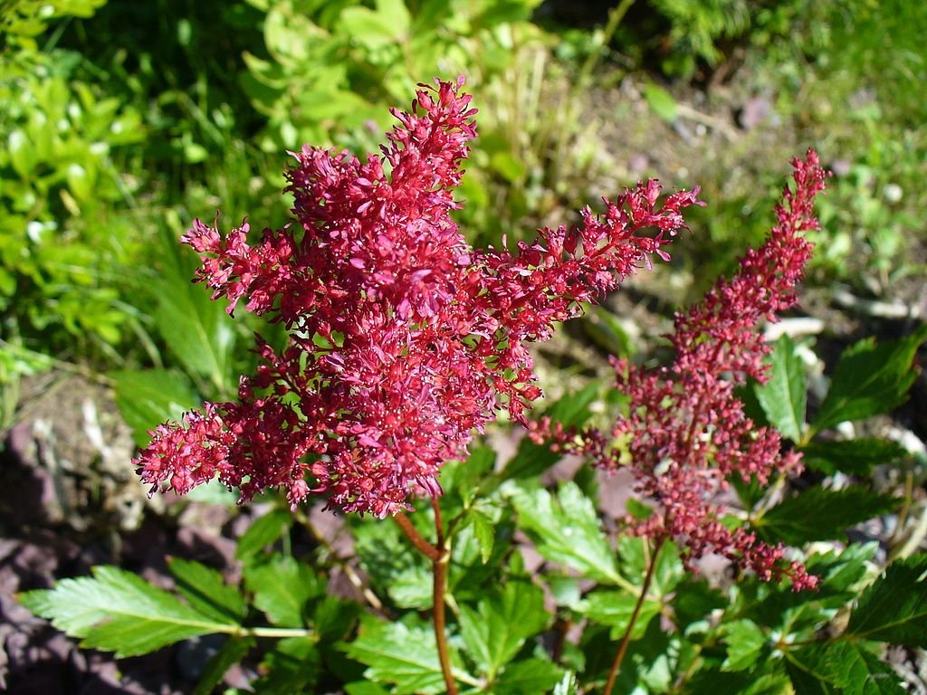 Astilbe 'Fanal' (× arendsii) (Astilbe 'Fanal' (× arendsii))