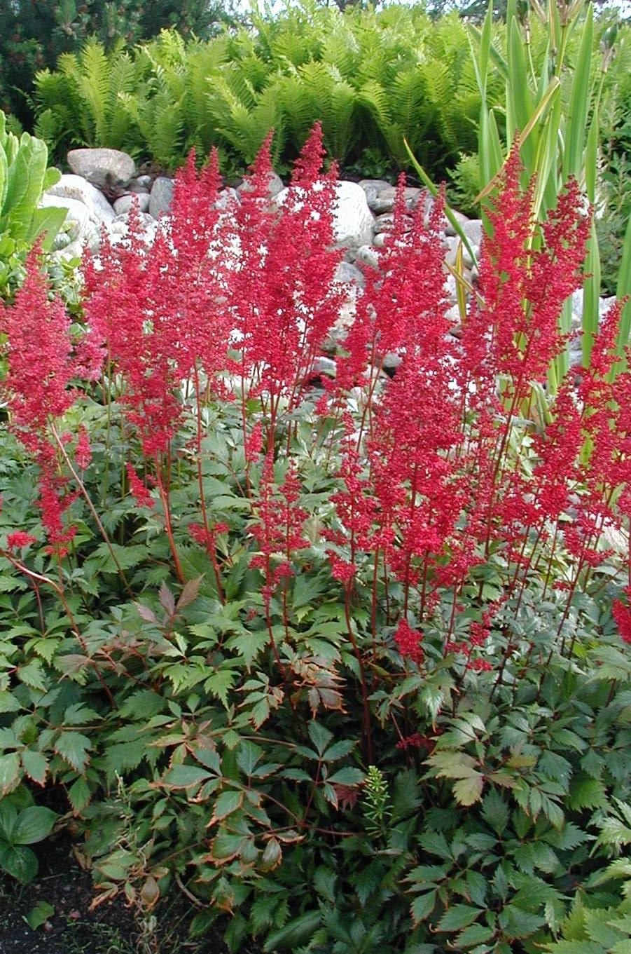 Como plantar Astilbe 'Fanal' (× arendsii) (Astilbe 'Fanal' (× arendsii))_1