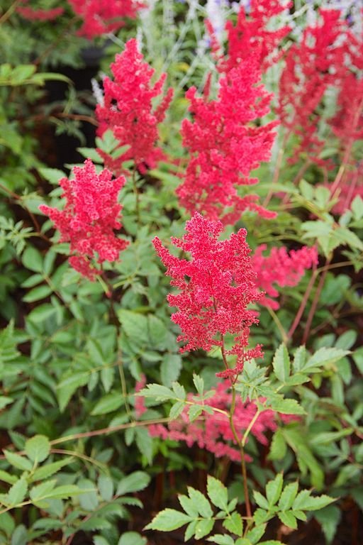 Onde plantar Astilbe 'Fanal' (× arendsii) (Astilbe 'Fanal' (× arendsii))_2