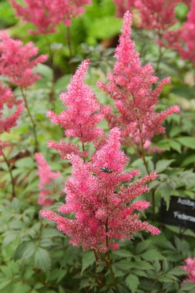 Astilbe 'Federsee' (× arendsii) (Astilbe 'Federsee' (× arendsii))